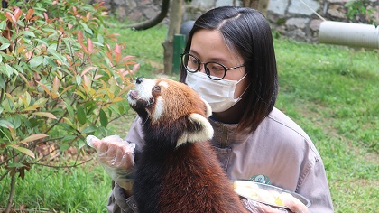 向“萌勢(shì)力”低頭——90后小熊貓“家長”的飼養(yǎng)日常