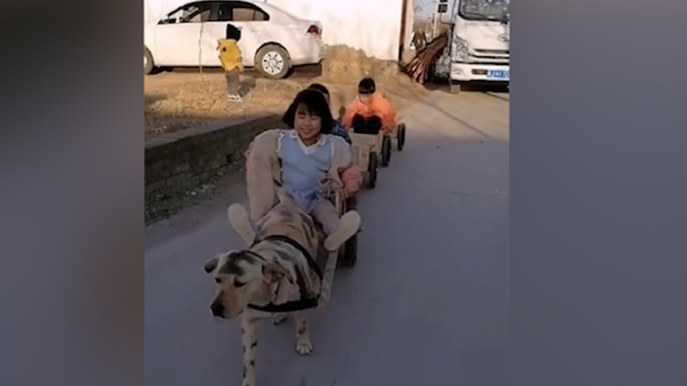 男子給孩子做縮小版小火車(chē)，家里的狗狗做動(dòng)力拉著孩子上學(xué)