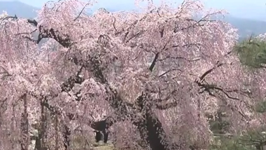 日本一棵350年樹(shù)齡櫻花盛開(kāi)