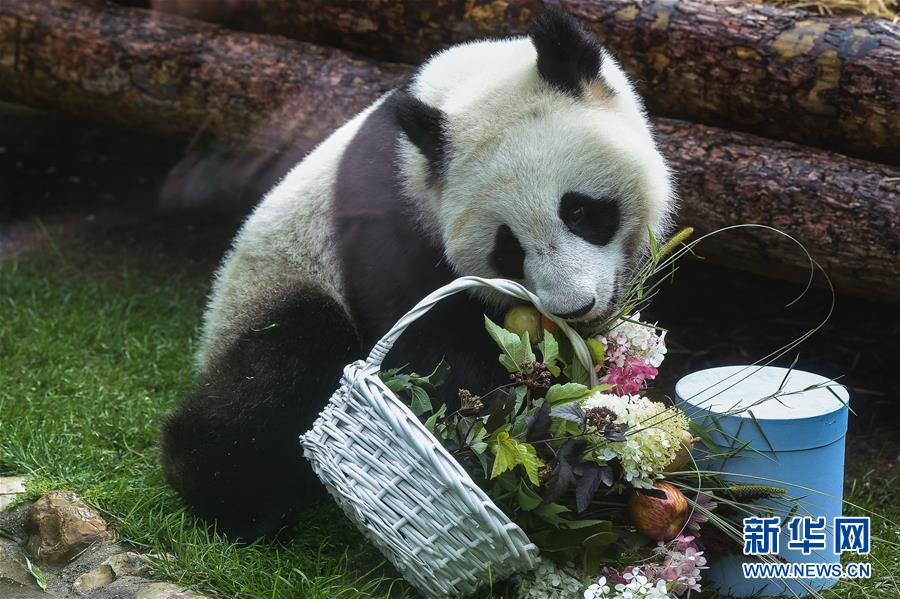 （國(guó)際）（4）莫斯科動(dòng)物園為大熊貓“如意”和“丁丁”慶生