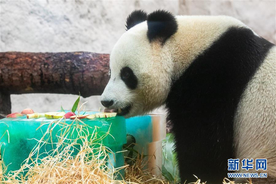 （國(guó)際）（5）莫斯科動(dòng)物園為大熊貓“如意”和“丁丁”慶生