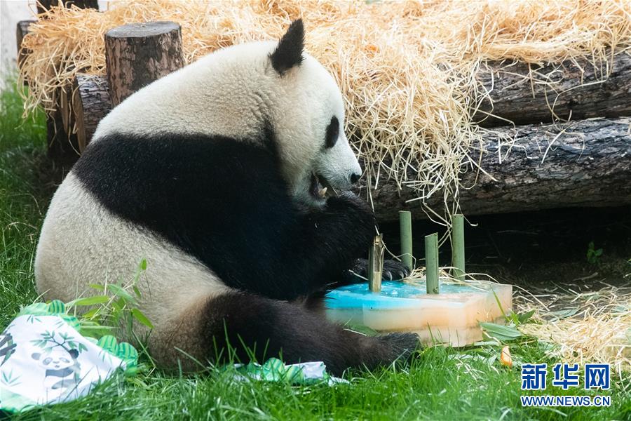 （國(guó)際）（7）莫斯科動(dòng)物園為大熊貓“如意”和“丁丁”慶生