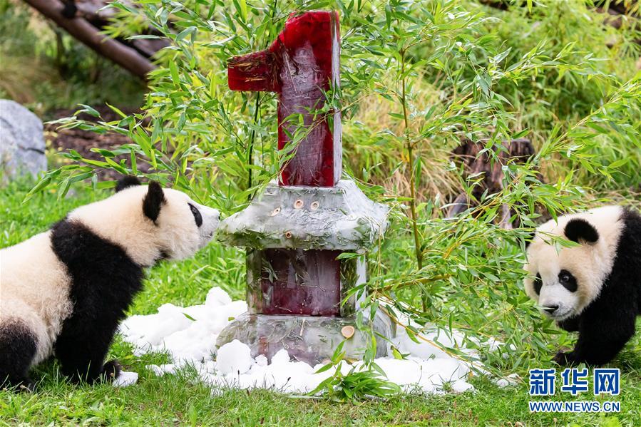 （國(guó)際）（1）德國(guó)柏林動(dòng)物園為大熊貓雙胞胎慶生