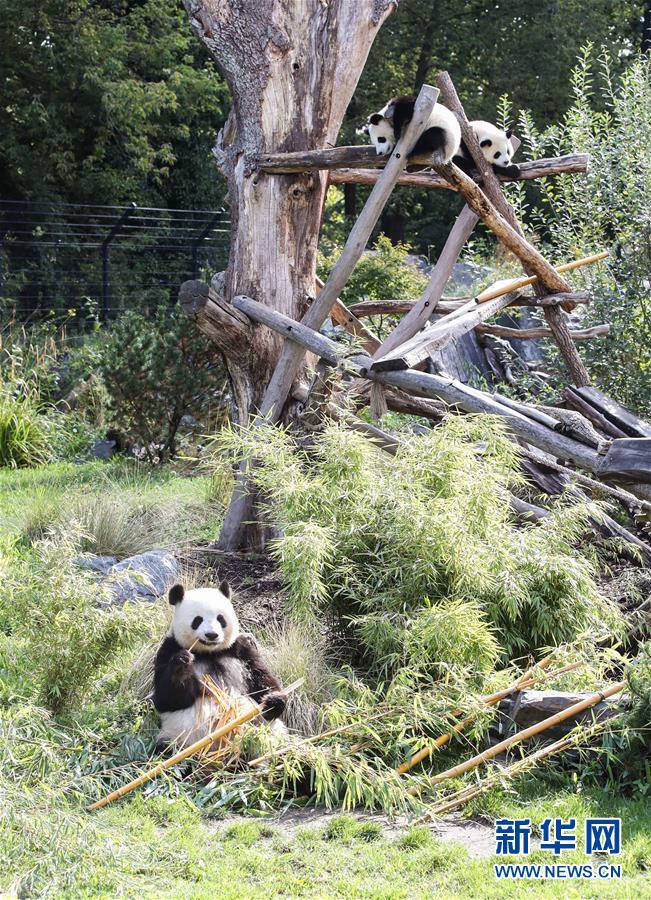 （國(guó)際）（5）德國(guó)柏林動(dòng)物園為大熊貓雙胞胎慶生