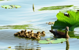 杭州：西湖小鴛鴦?wù)Q生第4窩