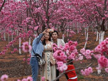 櫻花漫山，一份14年的等待