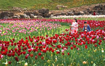 大山深處 郁金香開